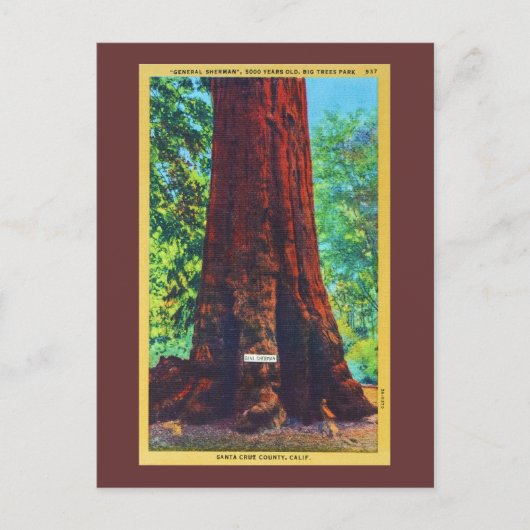 「シャーマン将軍」5000歳、ビッグツリーズパーク ポストカード (正面)