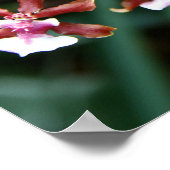 シャーリーベビーオンシディウム ポスター (角)