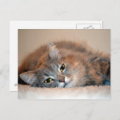 シャーリー・テイラーによるブルーロシアン長毛猫 ポストカード (正面/裏面)