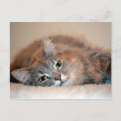 シャーリー・テイラーによるブルーロシアン長毛猫 ポストカード (正面)