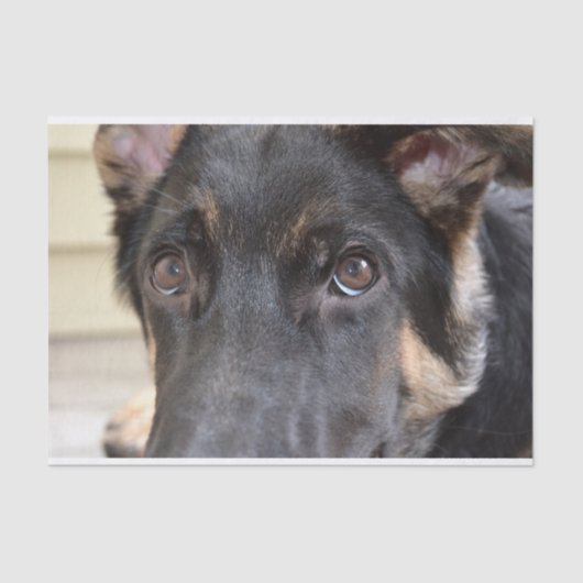 シャーリー・テイラー『ドイツの羊飼い』 薄葉紙 (正面)