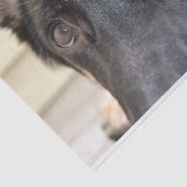 シャーリー・テイラー『ドイツの羊飼い』 薄葉紙 (詳細)