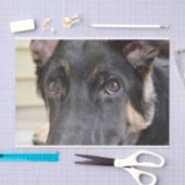 シャーリー・テイラー『ドイツの羊飼い』 薄葉紙 (クラフト)