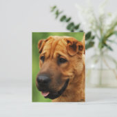シャールペイ犬はがき ポストカード (スタンド正面)
