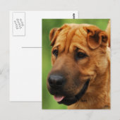 シャールペイ犬はがき ポストカード (正面/裏面)