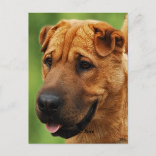 シャールペイ犬はがき ポストカード (正面)