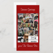 シャール平レスキューのクリスマスカード シーズンカード (正面/裏面)