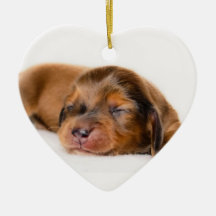 シャーロットの生まれたばかりのなLovebugdoxies子犬の記念品