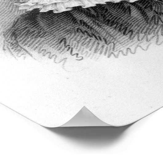 シャーロット女王, c.1818 ポスター (角)