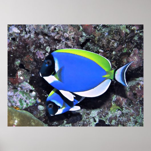 シュウツノウオ ポスター (正面)