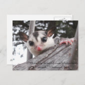 シュガーグライダーのポストカード ポストカード (正面/裏面)