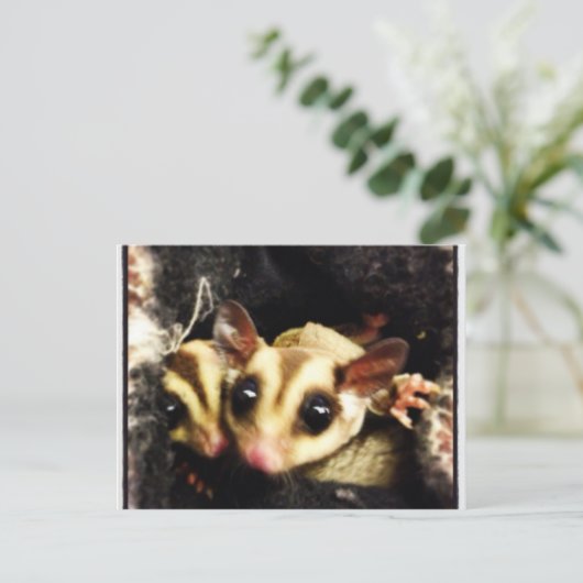 シュガーグライダー撮影デザイン ポストカード (スタンド正面)