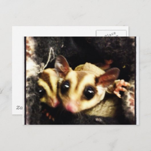 シュガーグライダー撮影デザイン ポストカード (正面/裏面)