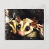 シュガーグライダー撮影デザイン ポストカード (正面)