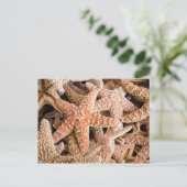 シュガースターフィッシュ葉書 ポストカード (スタンド正面)