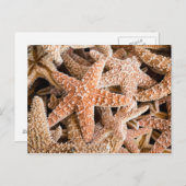 シュガースターフィッシュ葉書 ポストカード (正面/裏面)