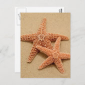 シュガーヒトデ2匹 ポストカード (正面/裏面)