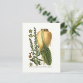 シュガービートヴィンテージボタニカルイラストレーション ポストカード (スタンド正面)