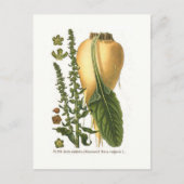 シュガービートヴィンテージボタニカルイラストレーション ポストカード (正面)