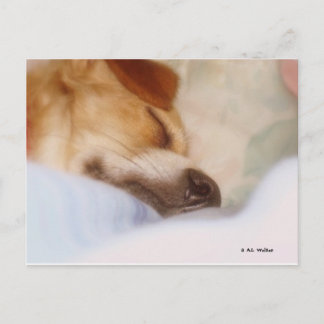 シュガーブーガー ポストカード