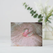 シュガープラム ポストカード (スタンド正面)