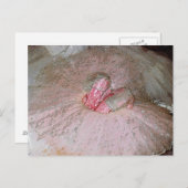 シュガープラム ポストカード (正面/裏面)