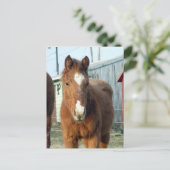 シュガーマンのリンキス ポストカード (スタンド正面)