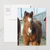 シュガーマンのリンキス ポストカード (正面/裏面)