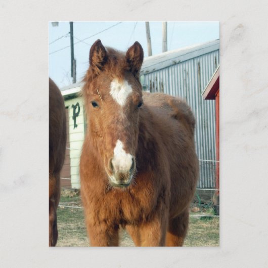 シュガーマンのリンキス ポストカード (正面)