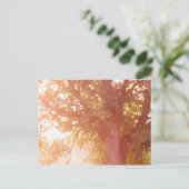 シュガーメープルツリーサンライズフォト ポストカード (スタンド正面)