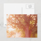シュガーメープルツリーサンライズフォト ポストカード (正面/裏面)
