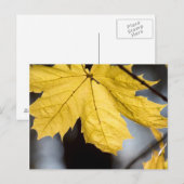 シュガーメープル、秋 ポストカード (正面/裏面)