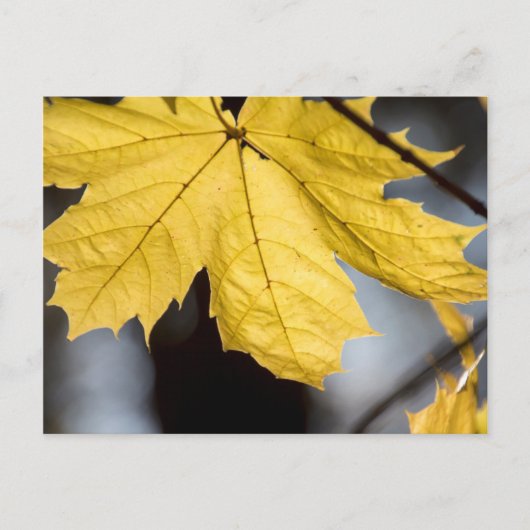 シュガーメープル、秋 ポストカード (正面)