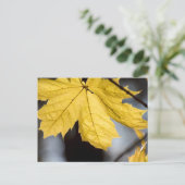 シュガーメープル、秋 ポストカード (スタンド正面)