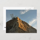 シュクラッグラートリーパインatサンセットカリフォルニアコースト ポストカード (正面/裏面)