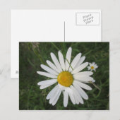 シュッテルネマルガリテ ポストカード (正面/裏面)