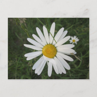 シュッテルネマルガリテ ポストカード