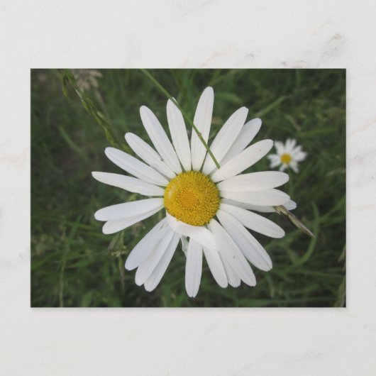 シュッテルネマルガリテ ポストカード (正面)