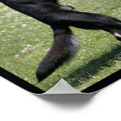 シュツフンド・ドイツ羊飼い犬のポスター ポスター (角)