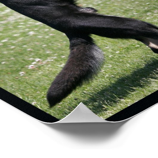 シュツフンド・ドイツ羊飼い犬のポスター ポスター (角)