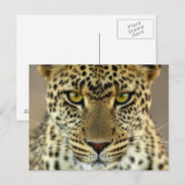 シュトゥルヒョウ ポストカード (正面/裏面)