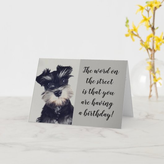 シュナウザーがニュースに驚愕 **50?** カード (黄色い花)