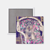 シュナウザー磁石 マグネット (正面/裏面)