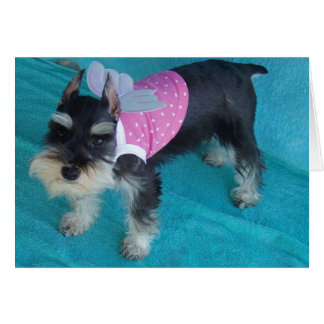 シュナウツァーの天使の目