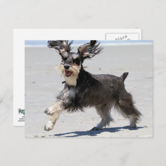 シュナウツァー-ジュニアは幸せな男の子です! ポストカード (正面/裏面)