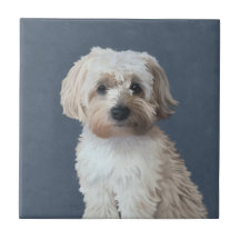 シュナプー+犬のペット肖像画