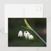 シュネグレッチェンラウテッデンフリュリン ポストカード (正面/裏面)