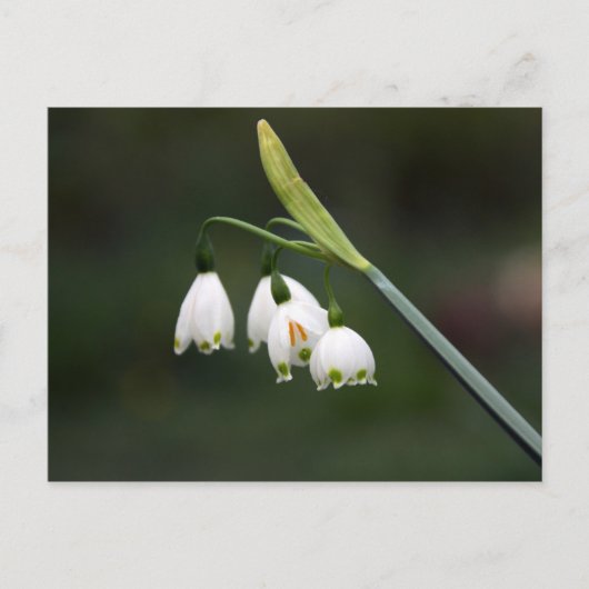 シュネグレッチェンラウテッデンフリュリン ポストカード (正面)