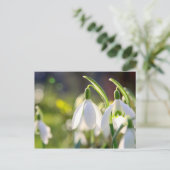 シュネグレッチェンラウテンデンフルーリン ポストカード (スタンド正面)