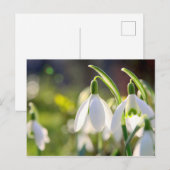 シュネグレッチェンラウテンデンフルーリン ポストカード (正面/裏面)